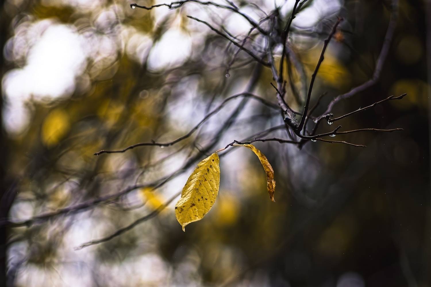 , Орлов Олег