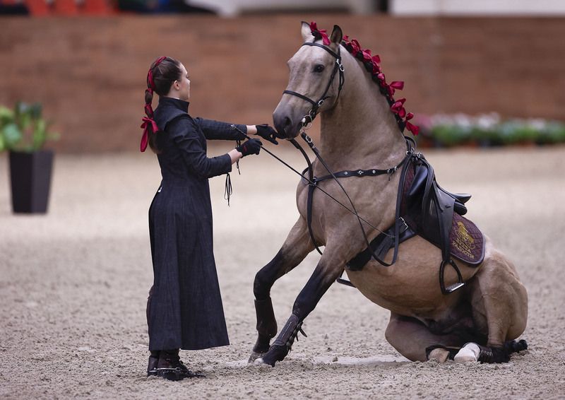 выступление, спорт, horse, competition, sport Магия конного искусства фото превью
