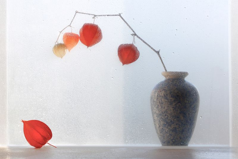 Ноябрьский этюд с физалисом фото превью