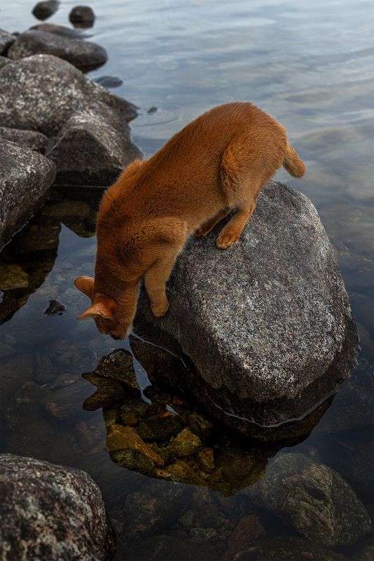 Зверь на водопое фото превью