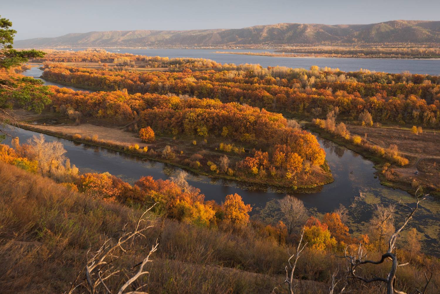 , Алексей Проняхин
