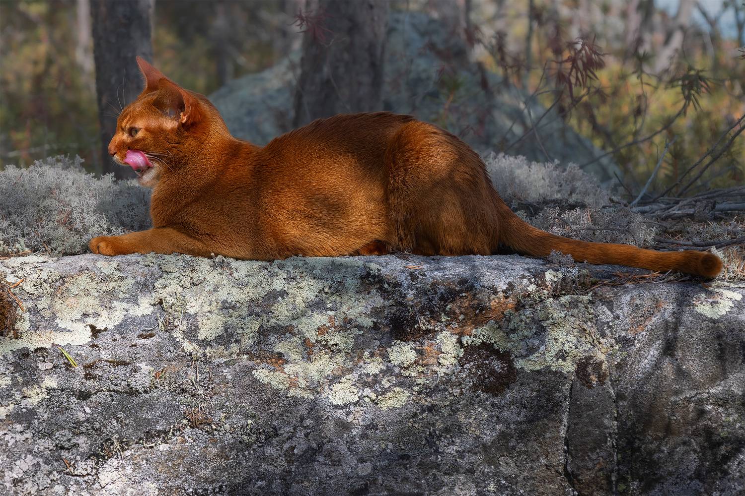 , Елена Михайлова