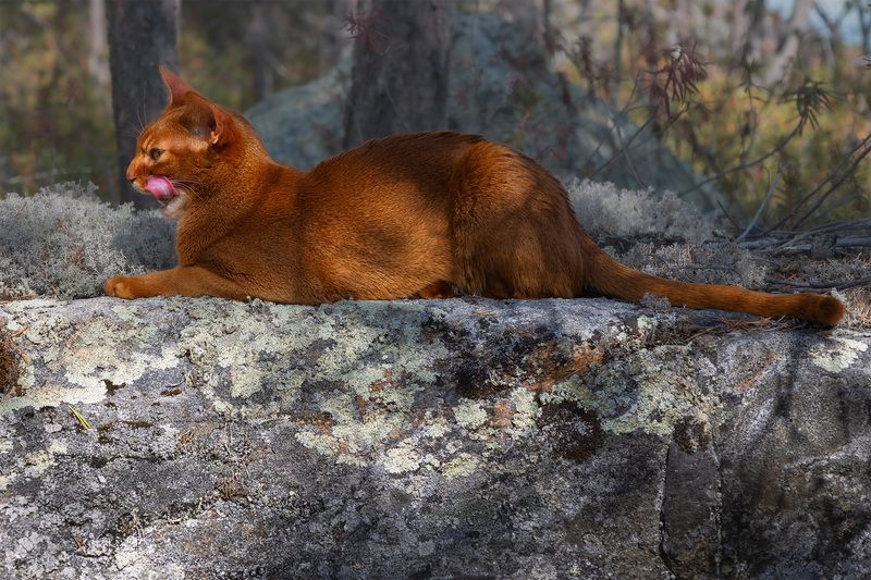 На привале фото превью