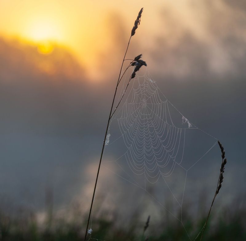 рассвет , паутинка  фото превью