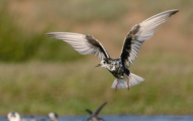 Белокрылая крачка Крылья крачки фото превью