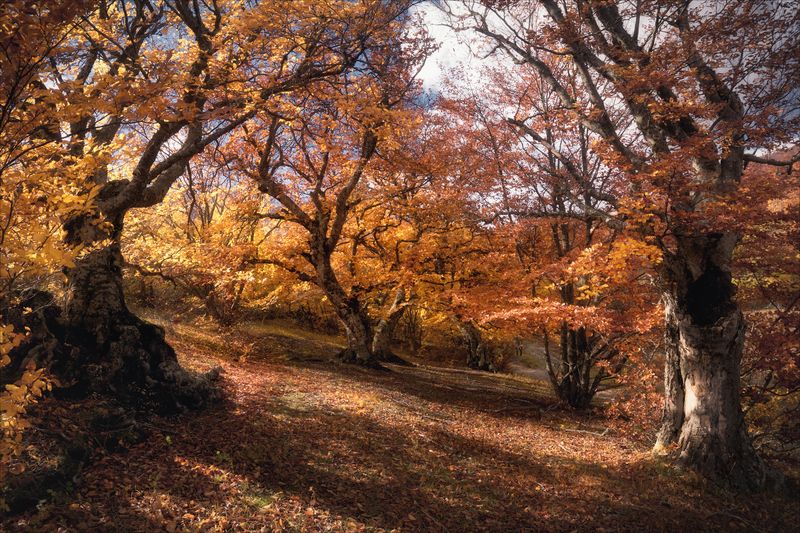 *** фото превью