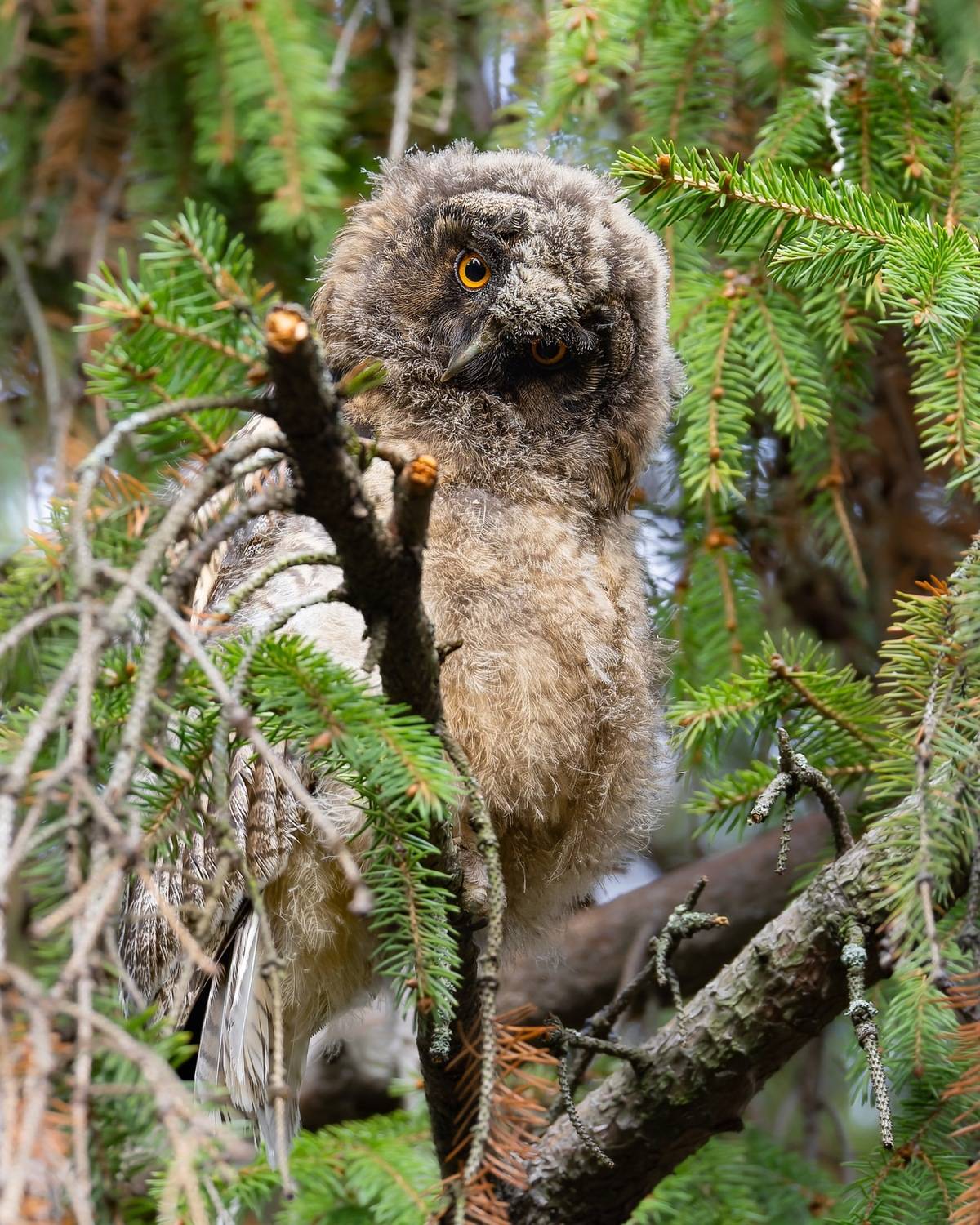 ушастая сова, совенок, совята, птицы, сова, Ruslan Pl