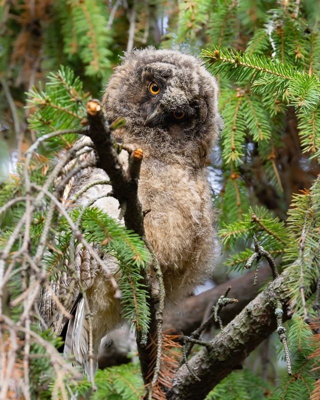 ушастая сова, совенок, совята, птицы, сова  фото превью
