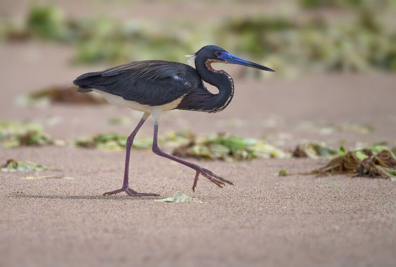Tricolored Heron фото превью
