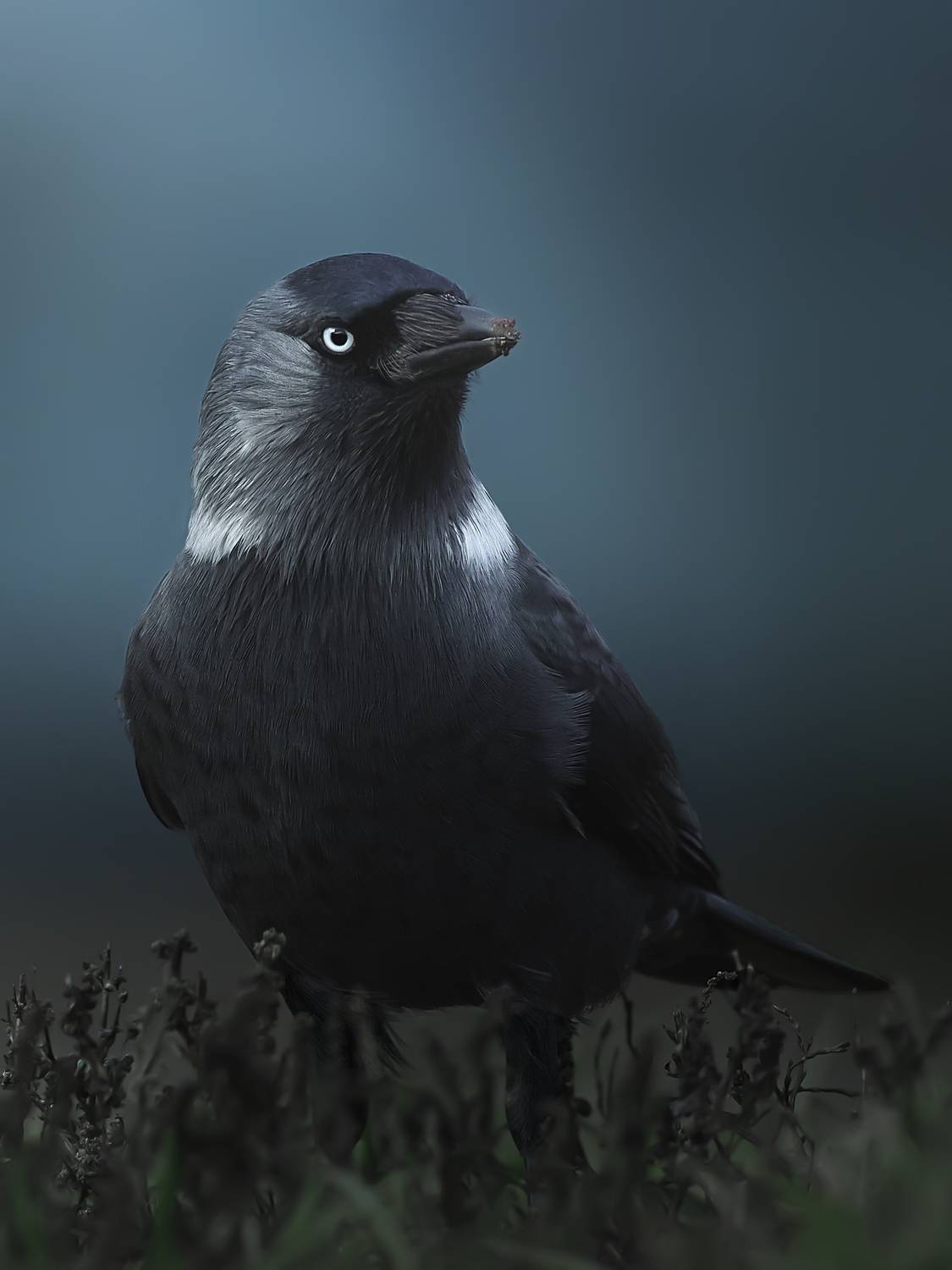 галка, jackdaw, Coloeus monedula, птица, дикая природа, corvid, птицы России, birdwatching, nature, wildlife photography, close-up bird, Полина Шальнева