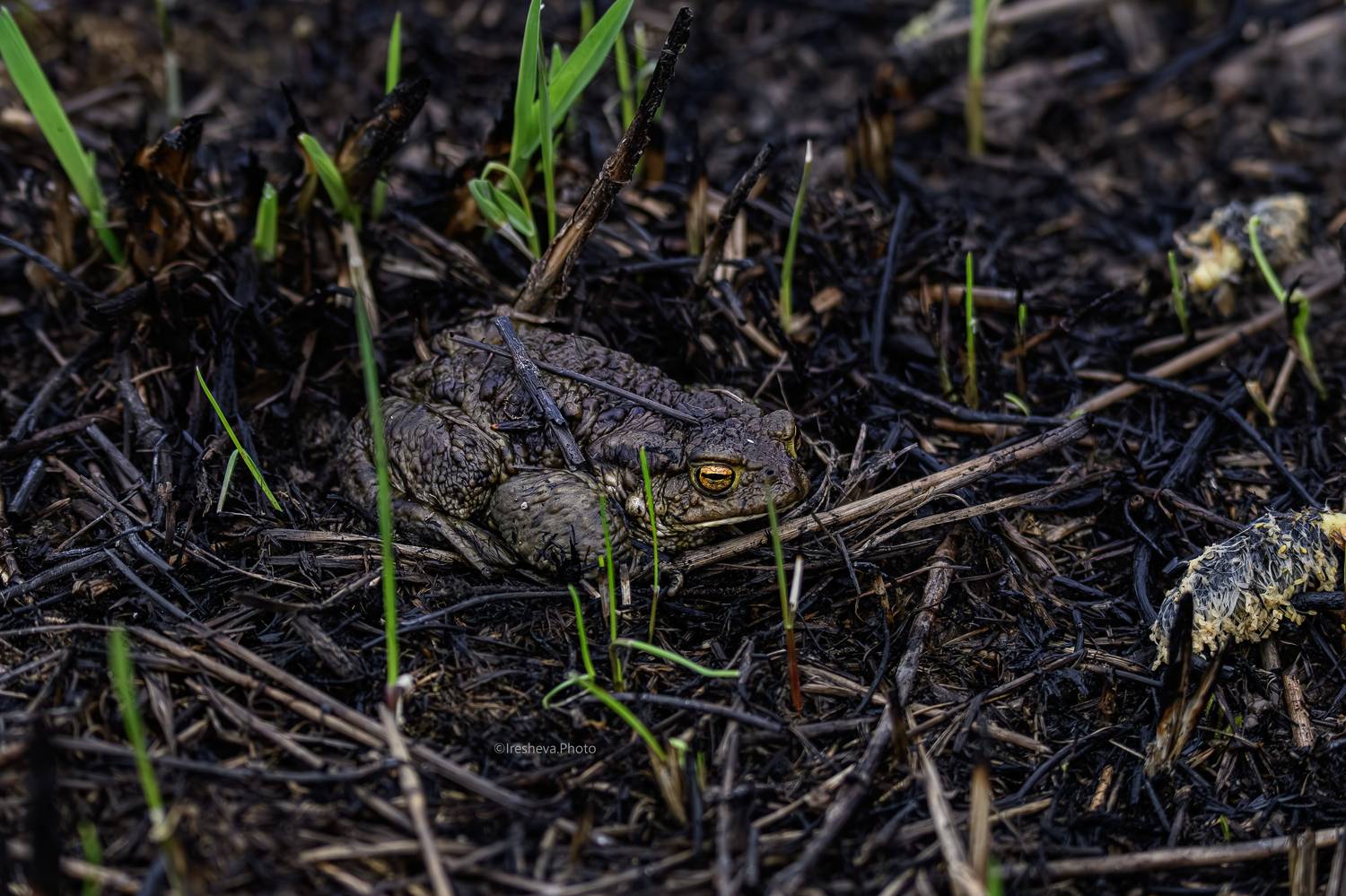жаба, Ирешева Мария