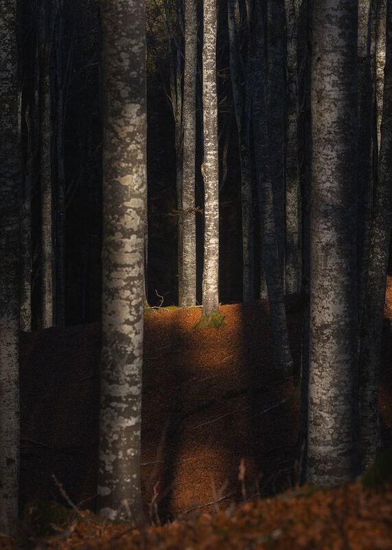 Foresta del Cansiglio фото превью