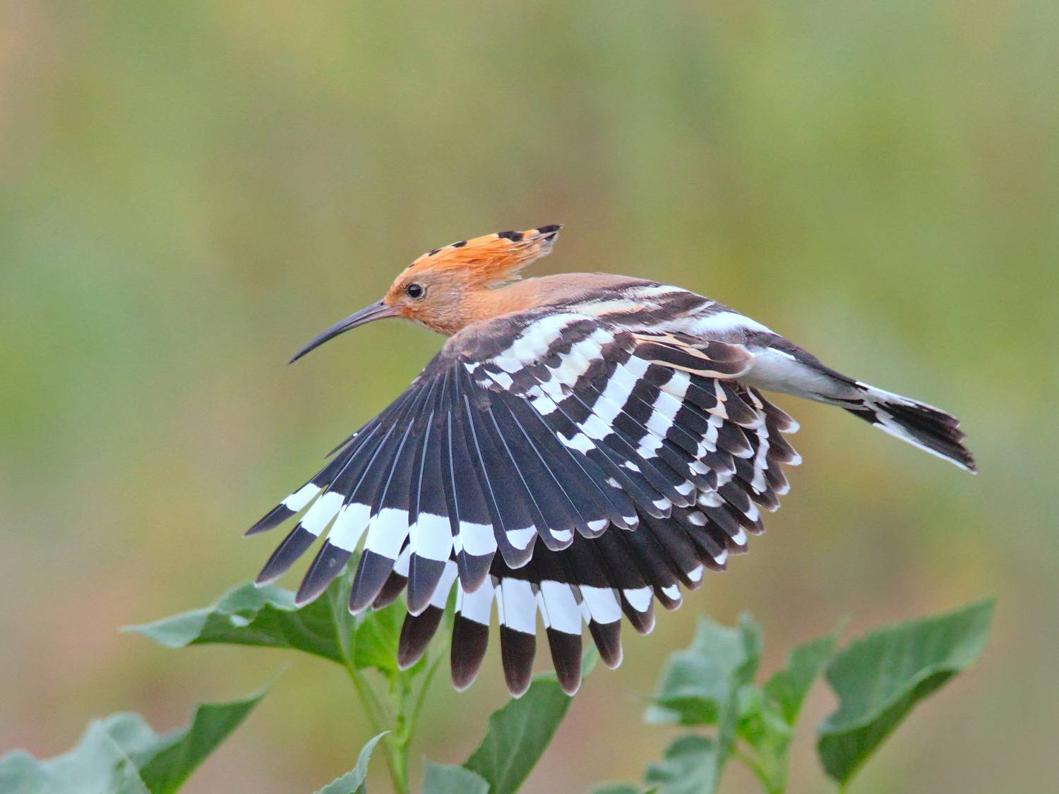 удод, upupa epops,, sergey izoya