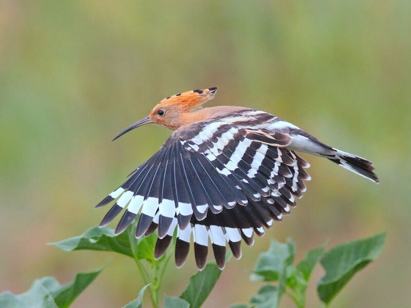 удод, upupa epops, Удод фото превью