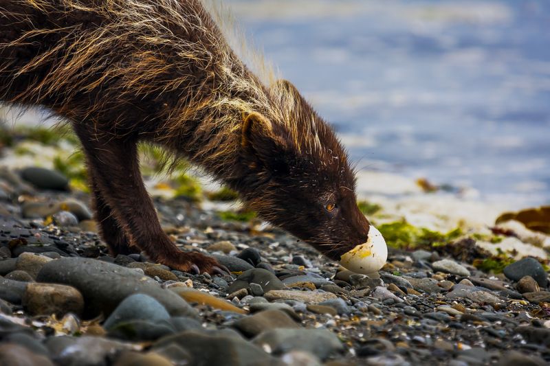 Запах яичницы фото превью