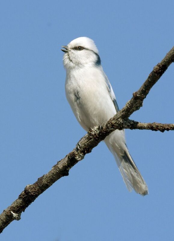 Весенняя песня фото превью