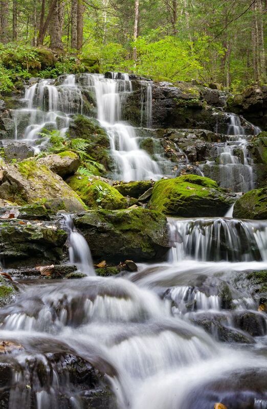 В дебрях уссурийской тайги фото превью