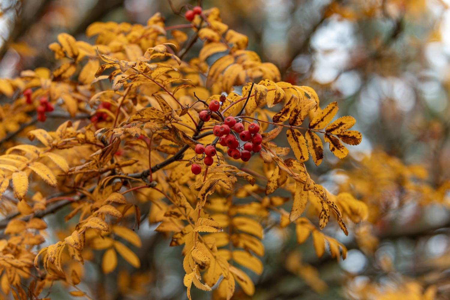 осень, рябина, Ruslan Pl