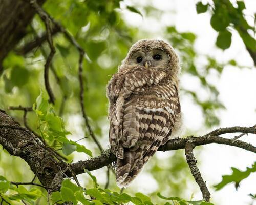 Длиннохвостик