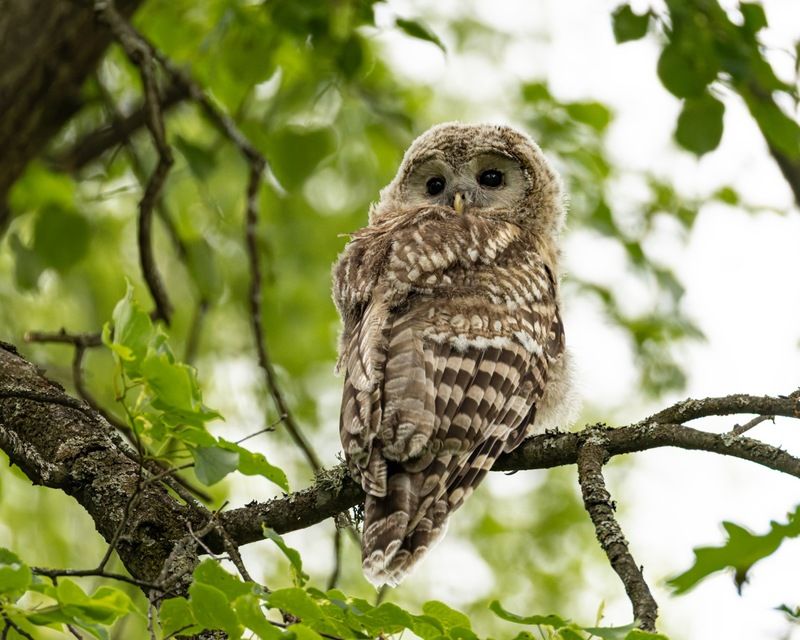 сова, совенок, уральская неясыть, птицы, неясыть, длиннохвостая неясыть, красная книга Длиннохвостик фото превью
