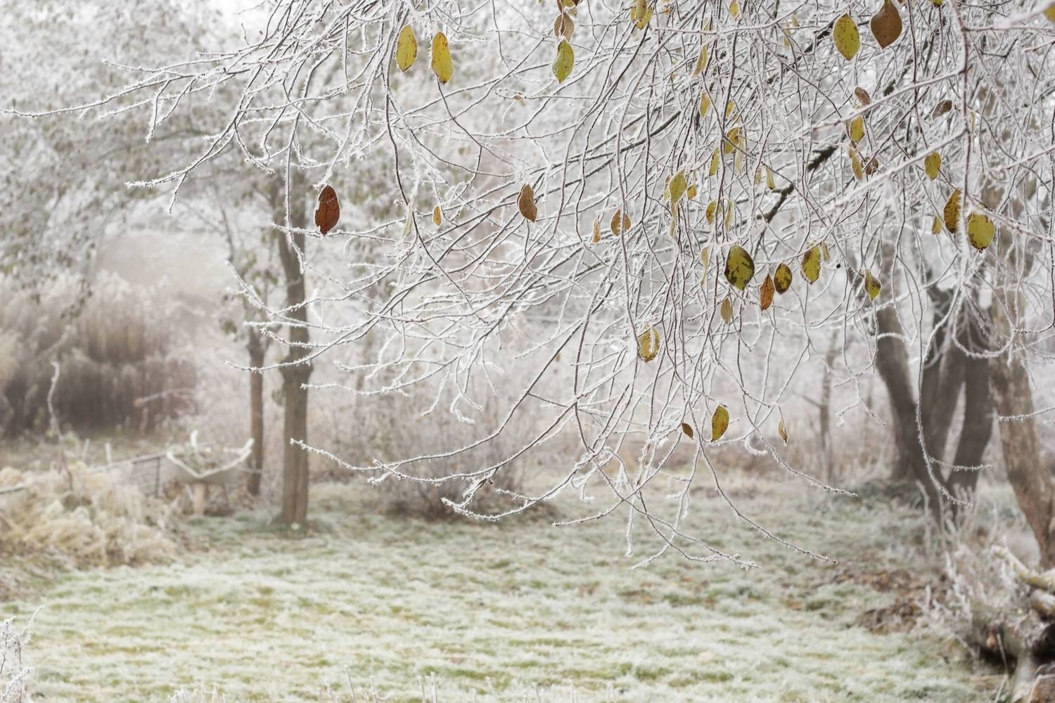 , Лайко Марина