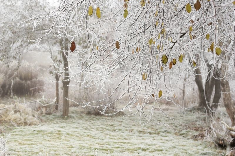 Зима на пороге.. фото превью