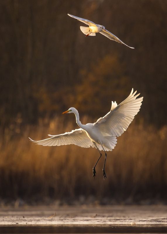 Heron фото превью