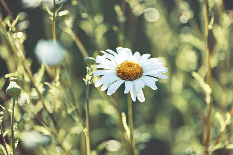 Ромашка Лето фото превью