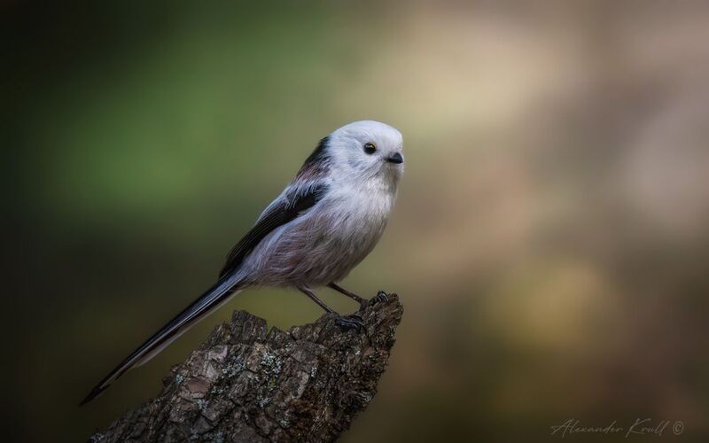 синица, длиннохвостая синица, ополовник, aegithalos caudatus caudatus Белоснежка фото превью