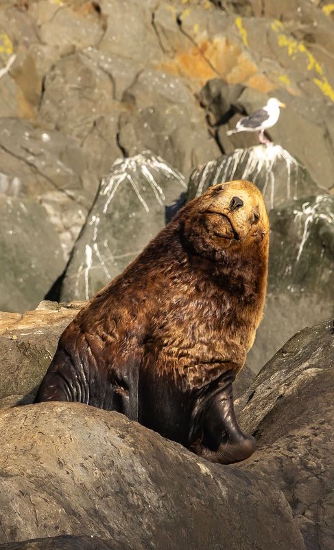 камчатка, сивучи, морской лев, природа, животные, лежбище, остров старичков, тихий океан О чем мечтает сивуч с Камчатки... фото превью
