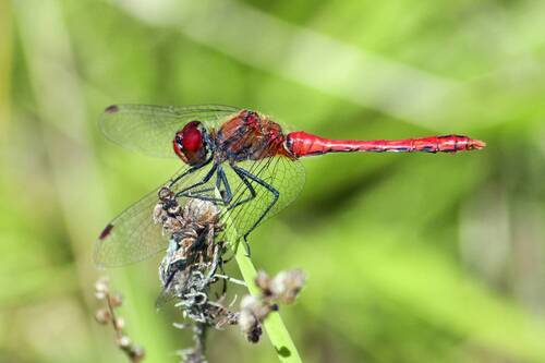 Стрекоза кроваво-красная (Sympetrum sanguineum)
