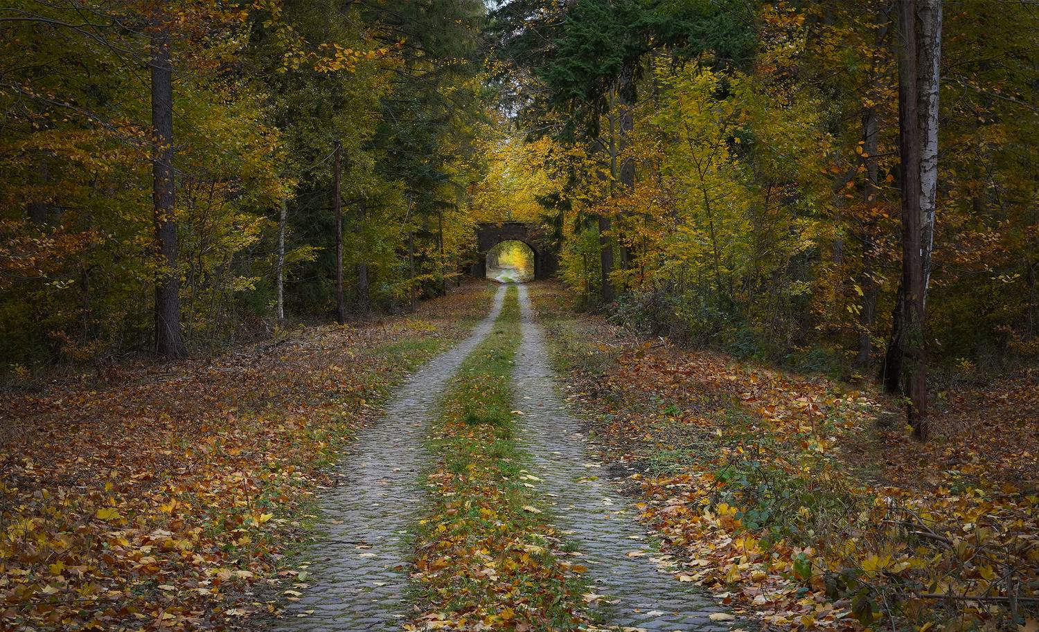 , Игорь Дубровский