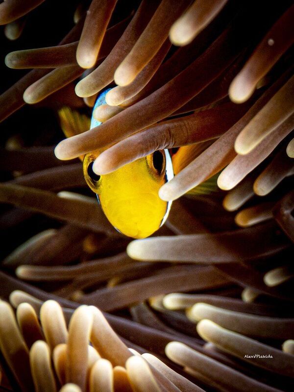 Who is it? фото превью