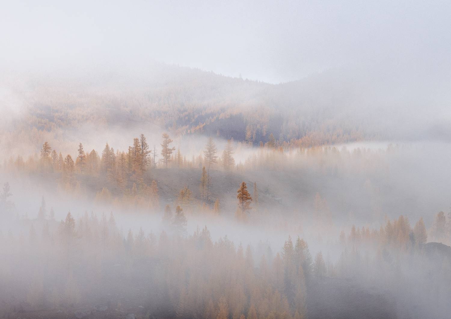 алтай, утро, туман, деревья, лственницы, Сергей Буторин