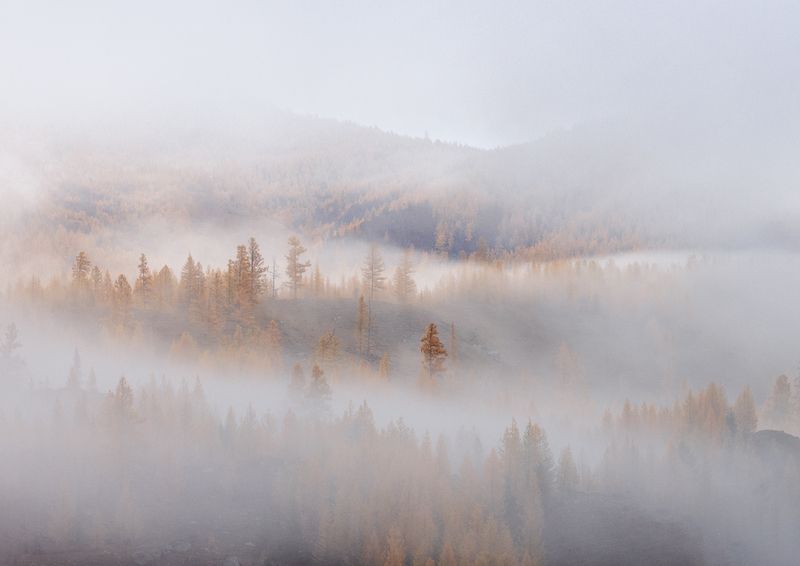 алтай, утро, туман, деревья, лственницы Волшебство тумана. фото превью