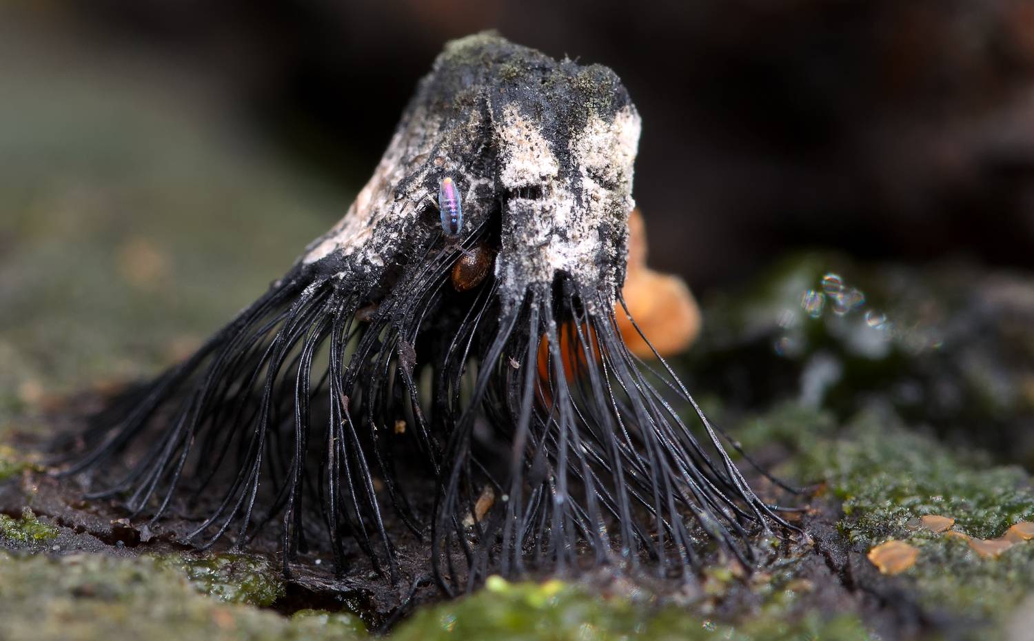 стемонитис, stemonitis, stemonitidaceae, миксомицеты, слизевики, myxomycetes, mycetozoa, коллембола, панцирный клещ, Павел Черенков