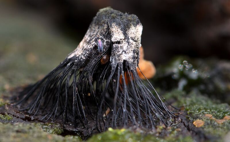 стемонитис, stemonitis, stemonitidaceae, миксомицеты, слизевики, myxomycetes, mycetozoa, коллембола, панцирный клещ Второе нашествие марсиан фото превью