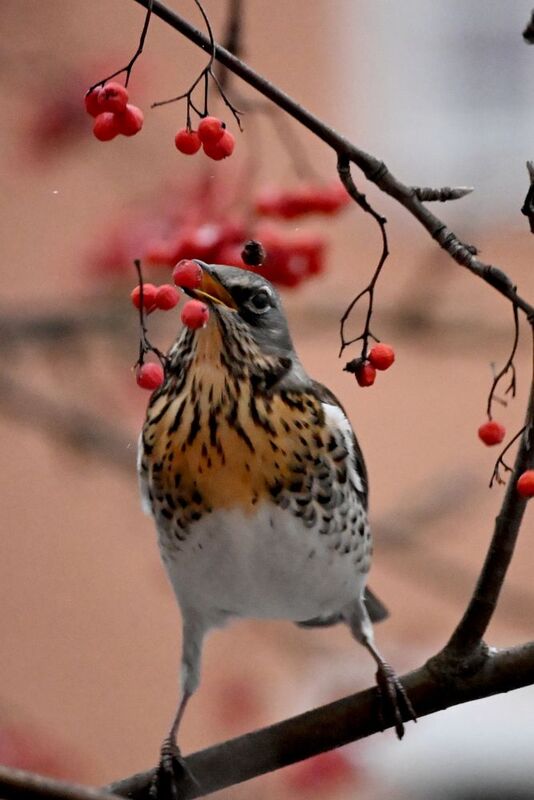 Дрозды) фото превью