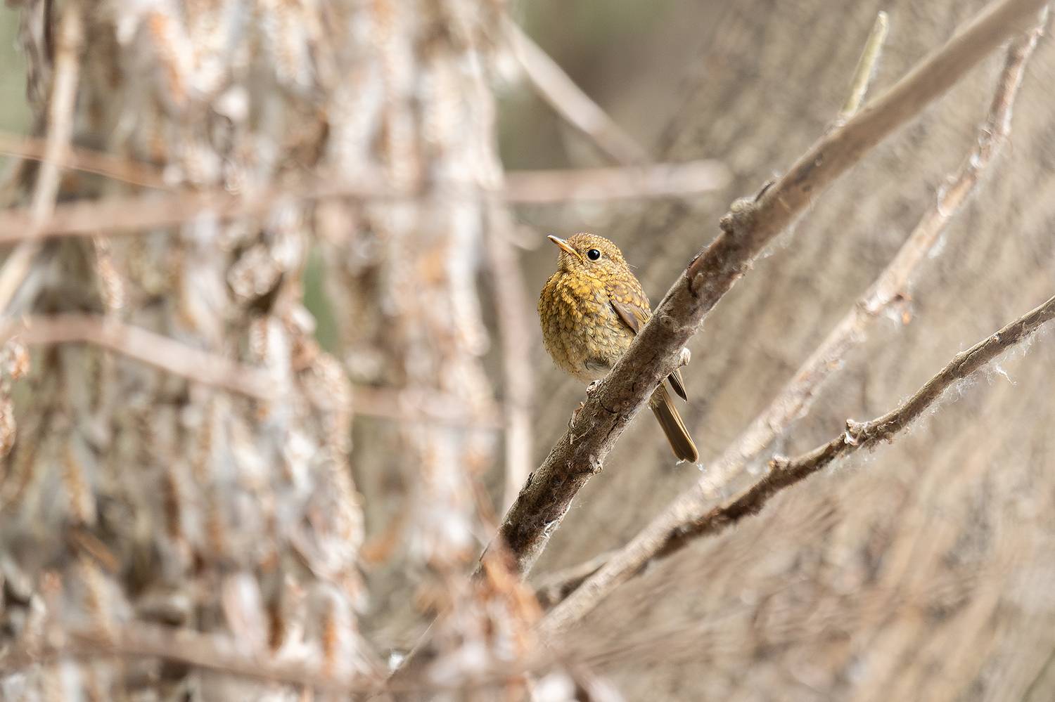 , Ангелов Андрей