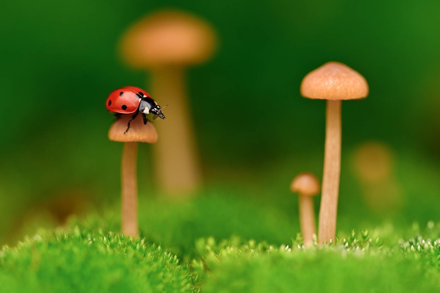 ceclii, macro, Tsvetan Ganev