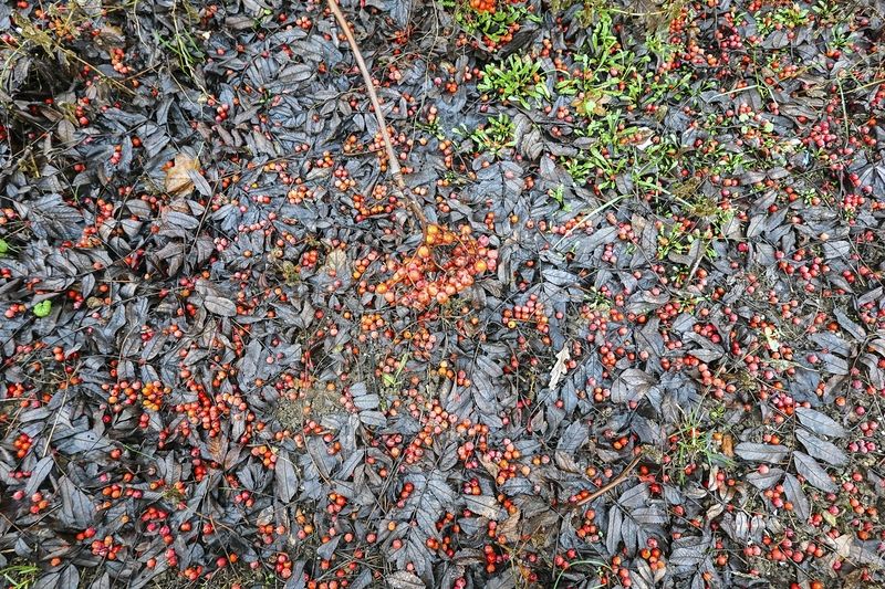 Ноябрьский ковёр фото превью