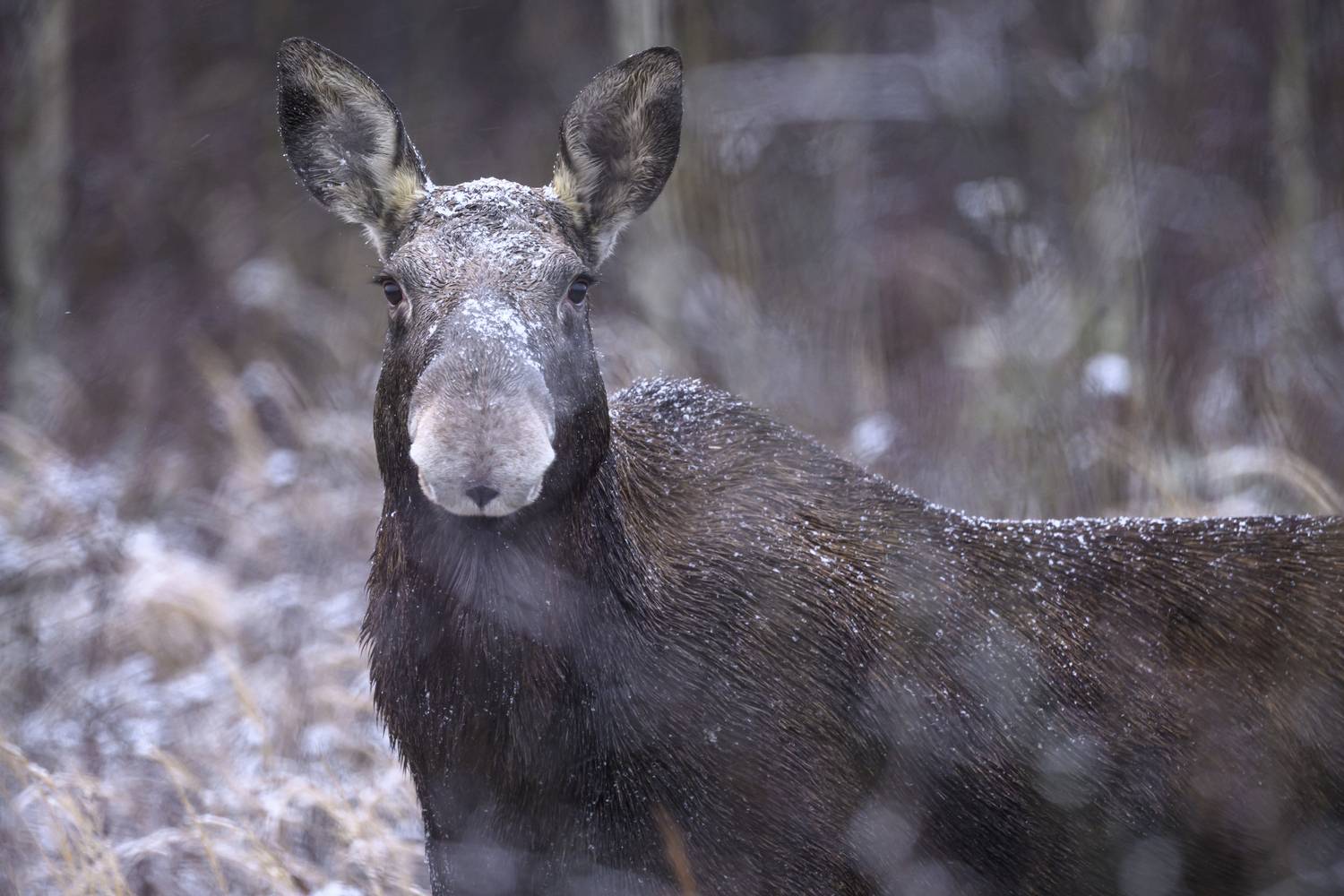 , Пупонин Сергей