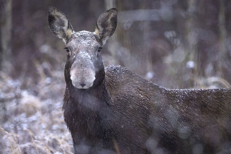 Зайчик-побегайчик фото превью
