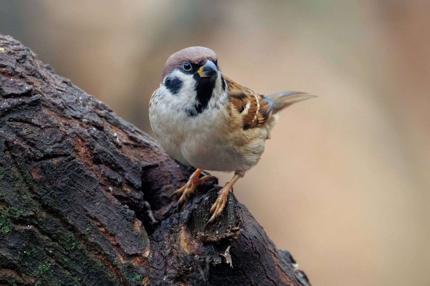 , ssmirs Сергей