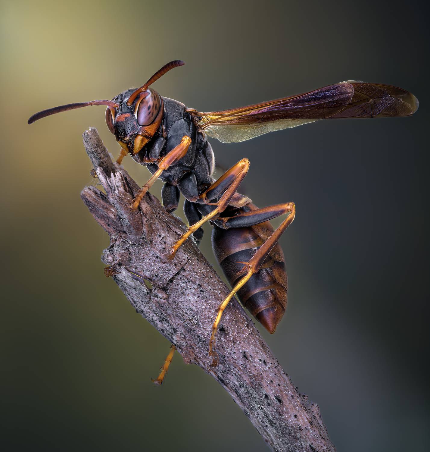 wasp, insect, macro, nature, wild, insects, bee,, Atul Saluja