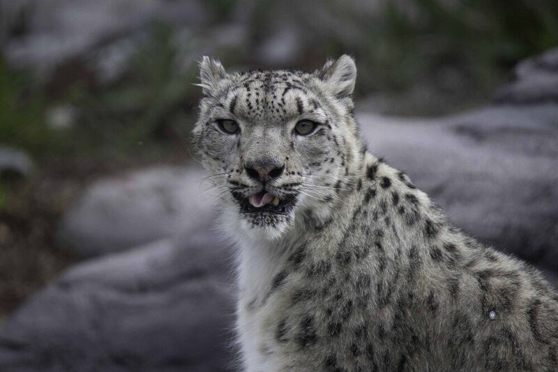 Snow leopard фото превью