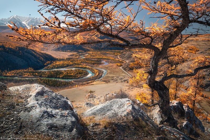 алтай, горы, река, чуя, природа, рассвет, солнце, облака, пики, снег, отражение, рябь, тишина, гладь, вода, небо, свет, линии, треккинг, путешествия Чуйские меандры фото превью