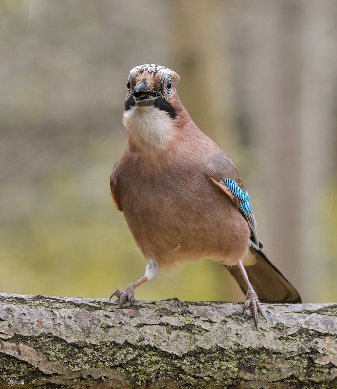 Сойка фото превью