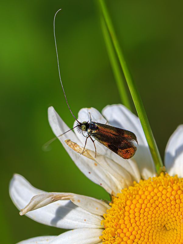 насекомые, бабочки, моль, длинноуска, лето, июнь Длинноусая моль фото превью