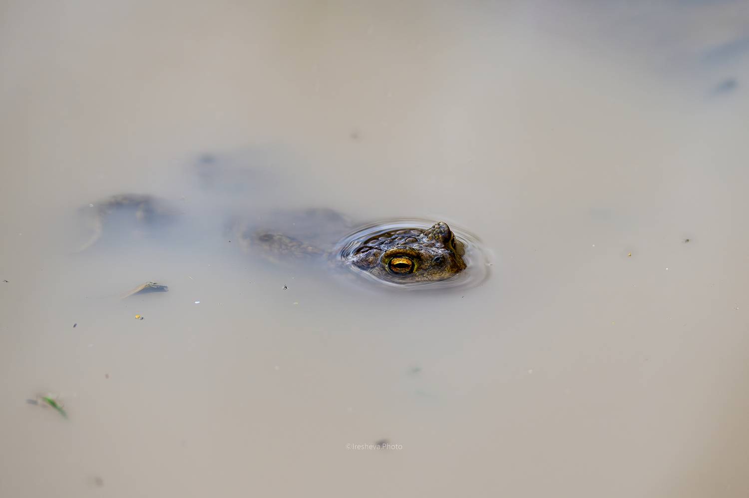 жаба, Ирешева Мария